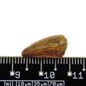 Pterosaur tooth from Morocco