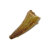 Pterosauriër tand uit Marokko