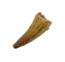 Pterosauriër tand uit Marokko