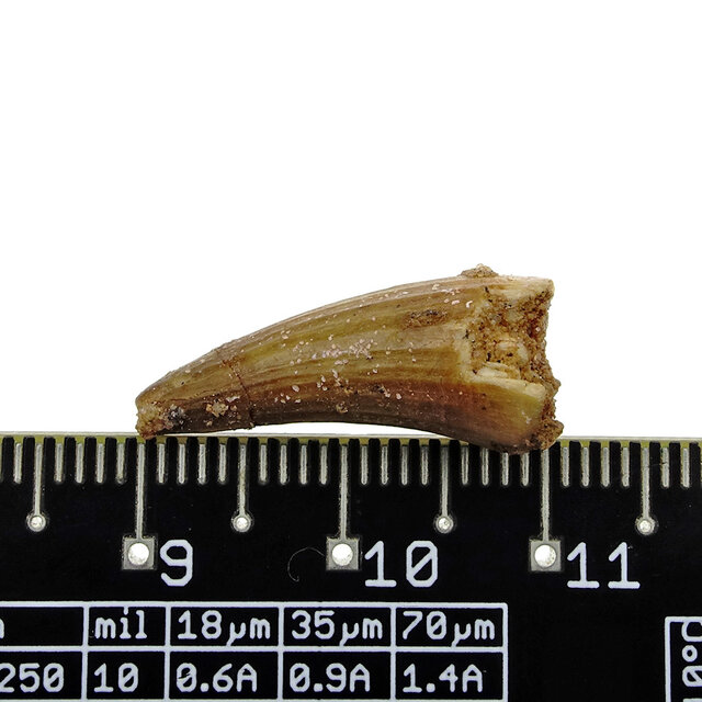 Pterosaur tooth from Morocco