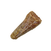Pterosaur tooth from Morocco