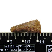 Pterosaur tooth from Morocco