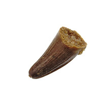 Pterosaur tooth from Morocco