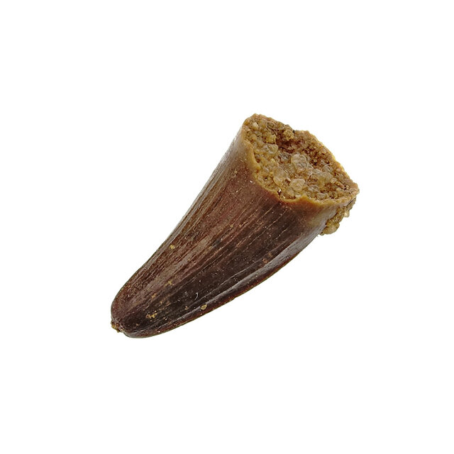Pterosaur tooth from Morocco