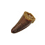 Pterosaur tooth from Morocco