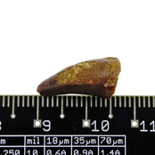 Pterosaur tooth from Morocco