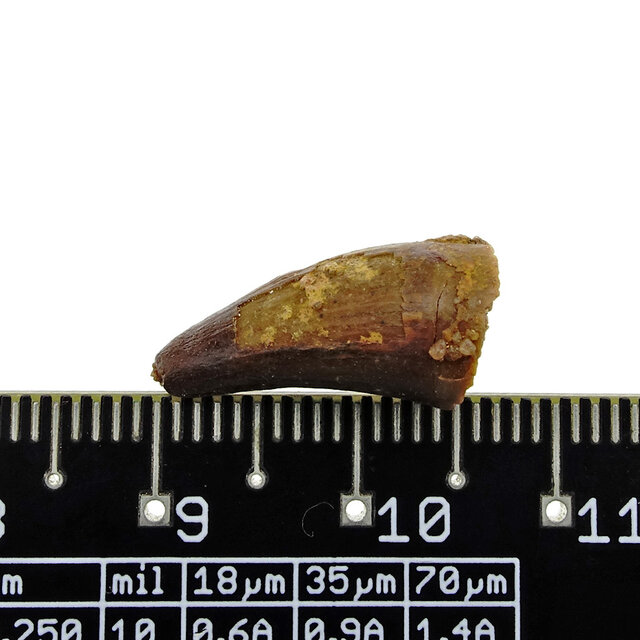 Pterosaur tooth from Morocco