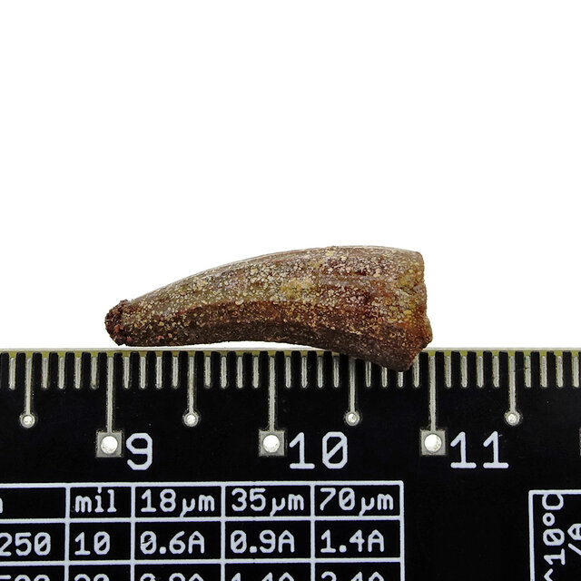 Pterosaur tooth from Morocco