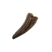 Pterosaur tooth from Morocco
