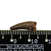 Pterosaur tooth from Morocco