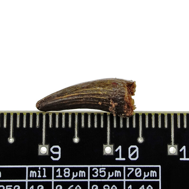 Pterosaur tooth from Morocco