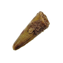 Pterosaur tooth