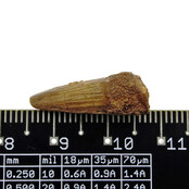 Pterosauriër tand uit Marokko