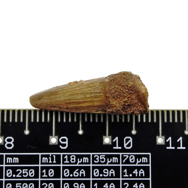 Pterosauriër tand uit Marokko