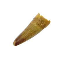 Pterosaur tooth from Morocco