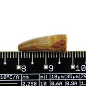 Pterosaur tooth from Morocco