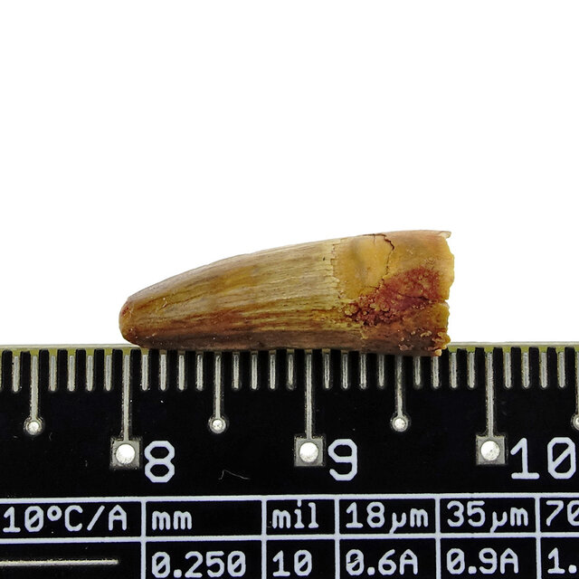Pterosaur tooth from Morocco