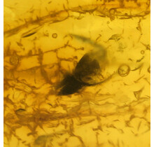 Baltic amber with inclusions, no apparent insect