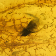 Amber with inclusions