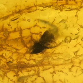 Barnsteen met insluitingen