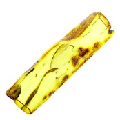 Baltic amber with inclusions, no apparent insect
