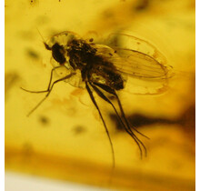 Baltic amber with enclosed fly