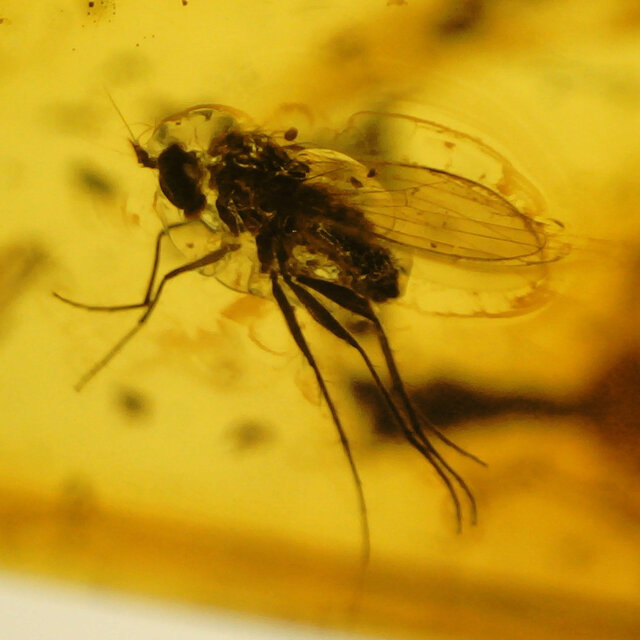 Baltischer Bernstein mit eingeschlossenem Fliege