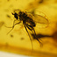 Baltic amber with enclosed fly
