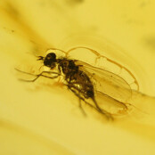 Baltic amber with enclosed fly