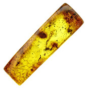 Baltic amber with enclosed fly