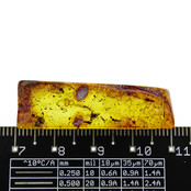 Baltic amber with enclosed fly