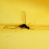 Baltic amber with enclosed mosquito
