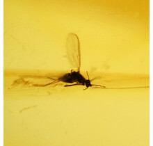 Baltic amber with enclosed mosquito