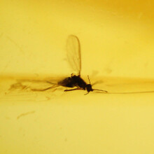 Amber with enclosed insect