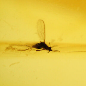 Amber with enclosed insect