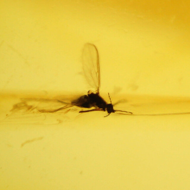 Baltic amber with enclosed mosquito