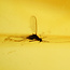 Baltic amber with enclosed mosquito