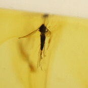 Baltic amber with enclosed mosquito