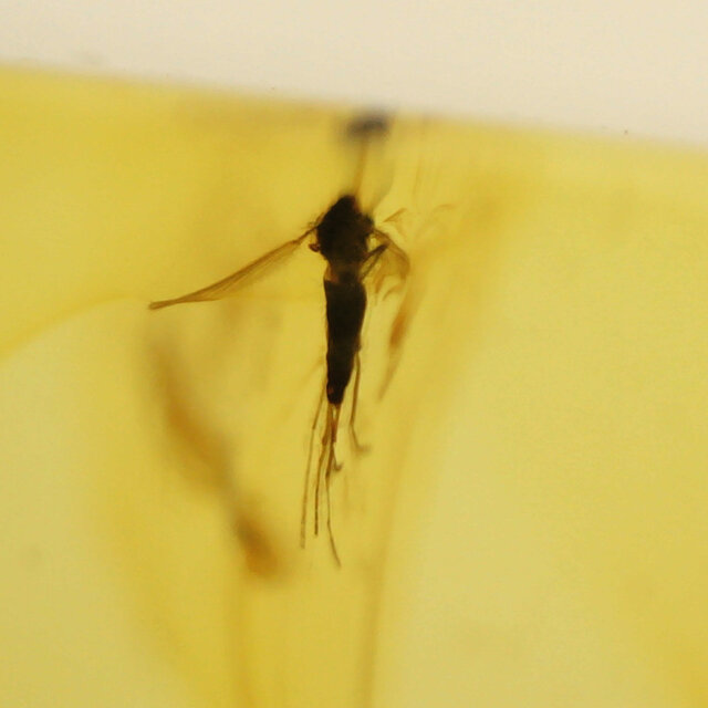 Baltic amber with enclosed mosquito