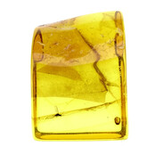 Baltic amber with enclosed mosquito