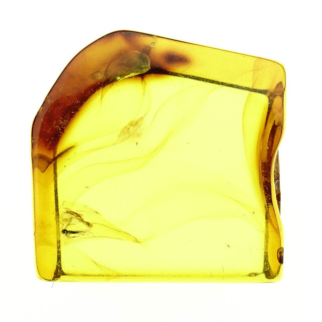 Baltic amber with enclosed mosquito
