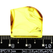 Baltic amber with enclosed mosquito