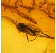 Baltic amber with enclosed fly