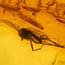 Baltic amber with enclosed fly