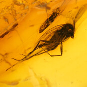 Baltischer Bernstein mit eingeschlossenem Fliege