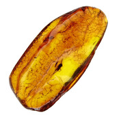 Baltic amber with enclosed fly
