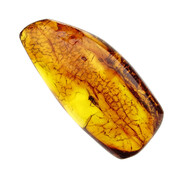 Baltic amber with enclosed fly