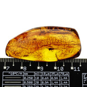 Baltic amber with enclosed fly