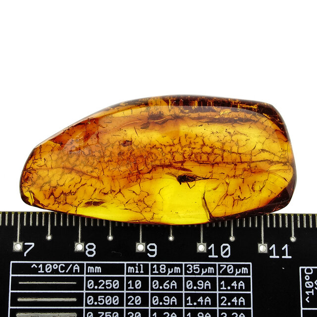 Baltisch Barnsteen met ingesloten vlieg