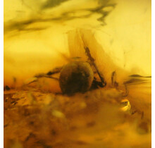 Baltic amber with inclusions, no apparent insect